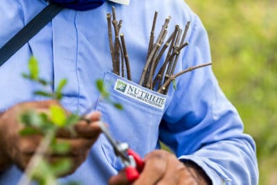 A man in a Nutrilite shirt with many twigs in the shirt pocket