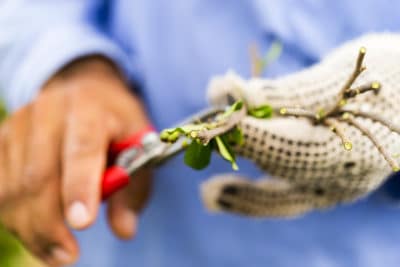 A farmer cuts the leaves from a piece of a plant