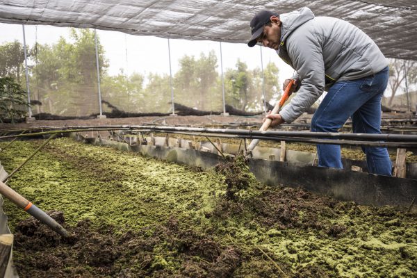 Worms Work to Make Natural Fertilizer for Amway’s Certified Organic Farm in Mexico