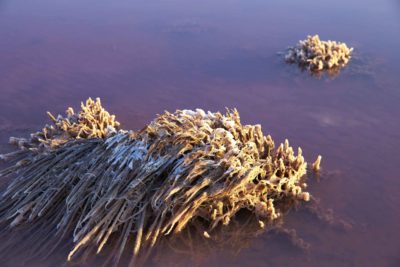 Hutt Lagoon In Australia