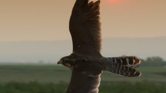 Falcon at sunset