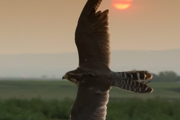 Falcons protect plants at Nutrilite’s Trout Lake Farm