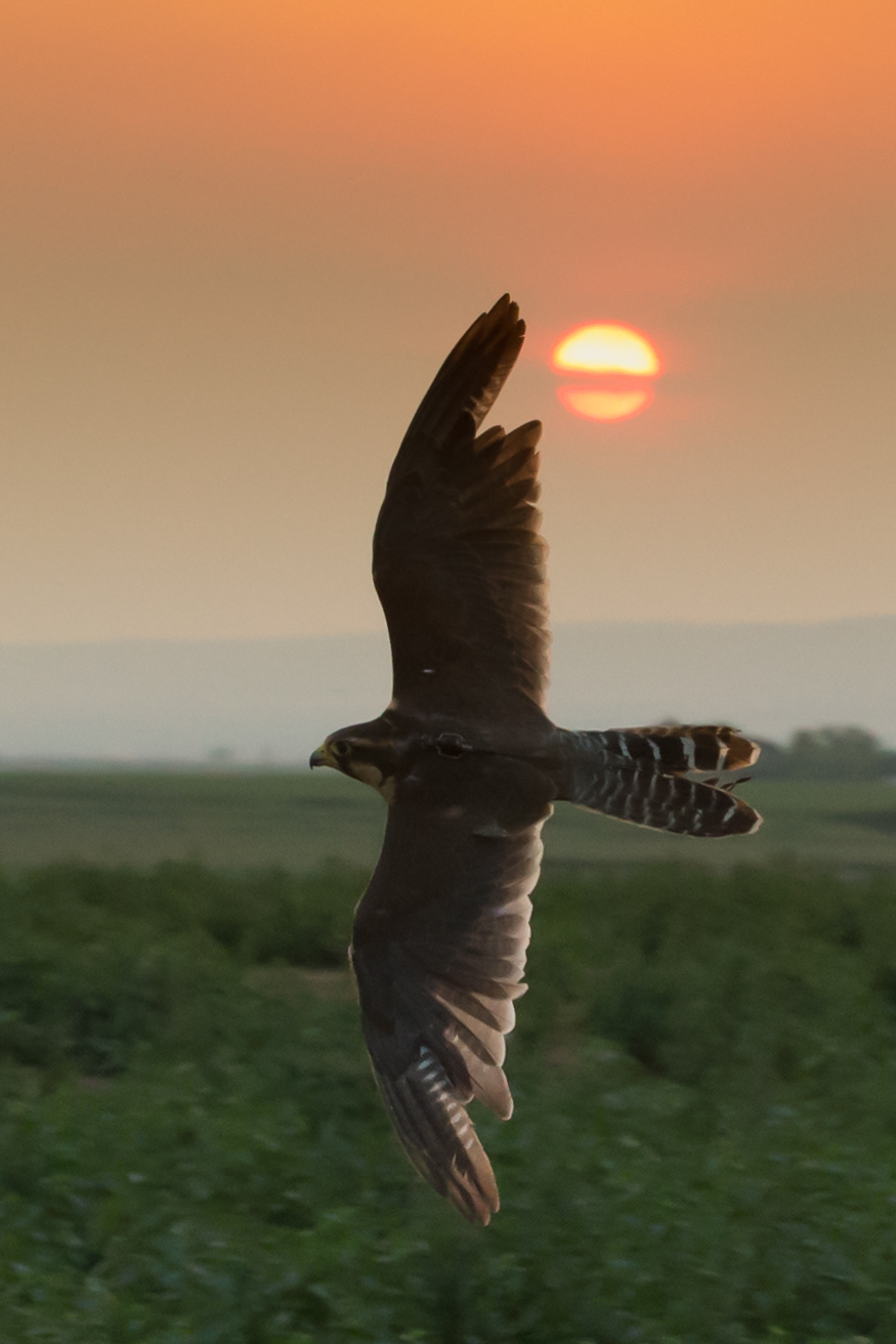 Falcon at sunset