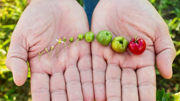 Stages of acerola cherry growth