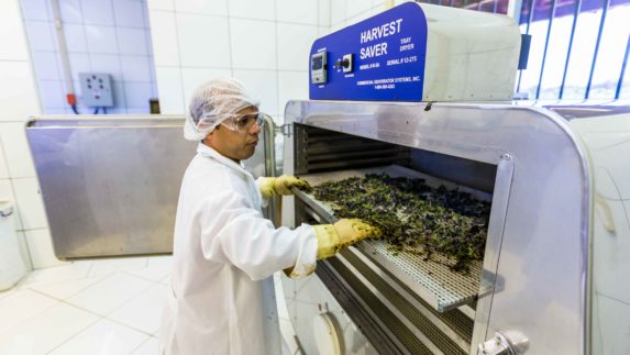 Man in lab coat putting produce in a harvest saver machine