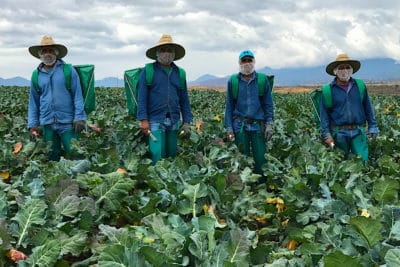 How Nutrilite discovers new and better ways to grow nutrients