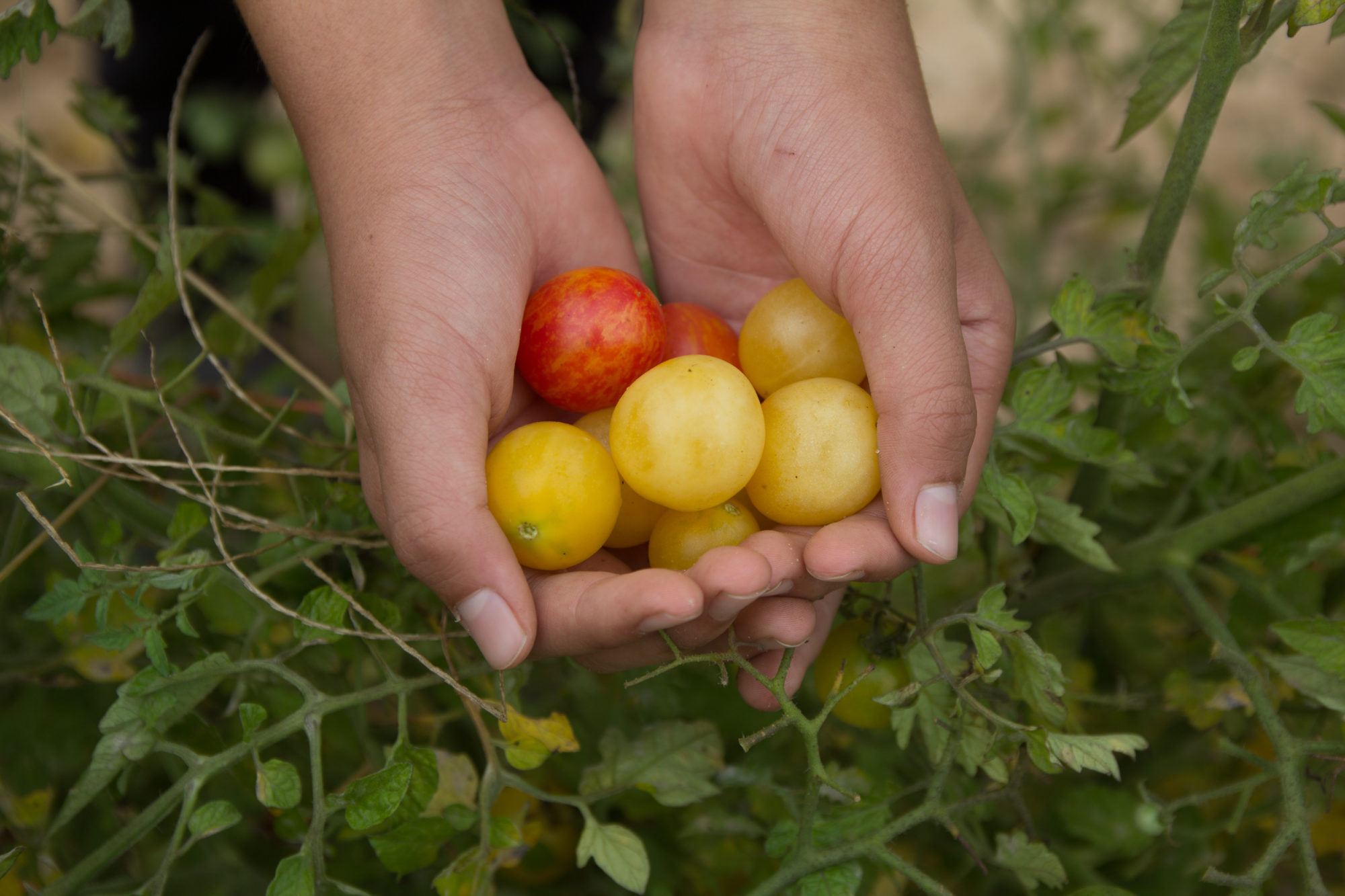 hands holding recently harvested acerola cherries