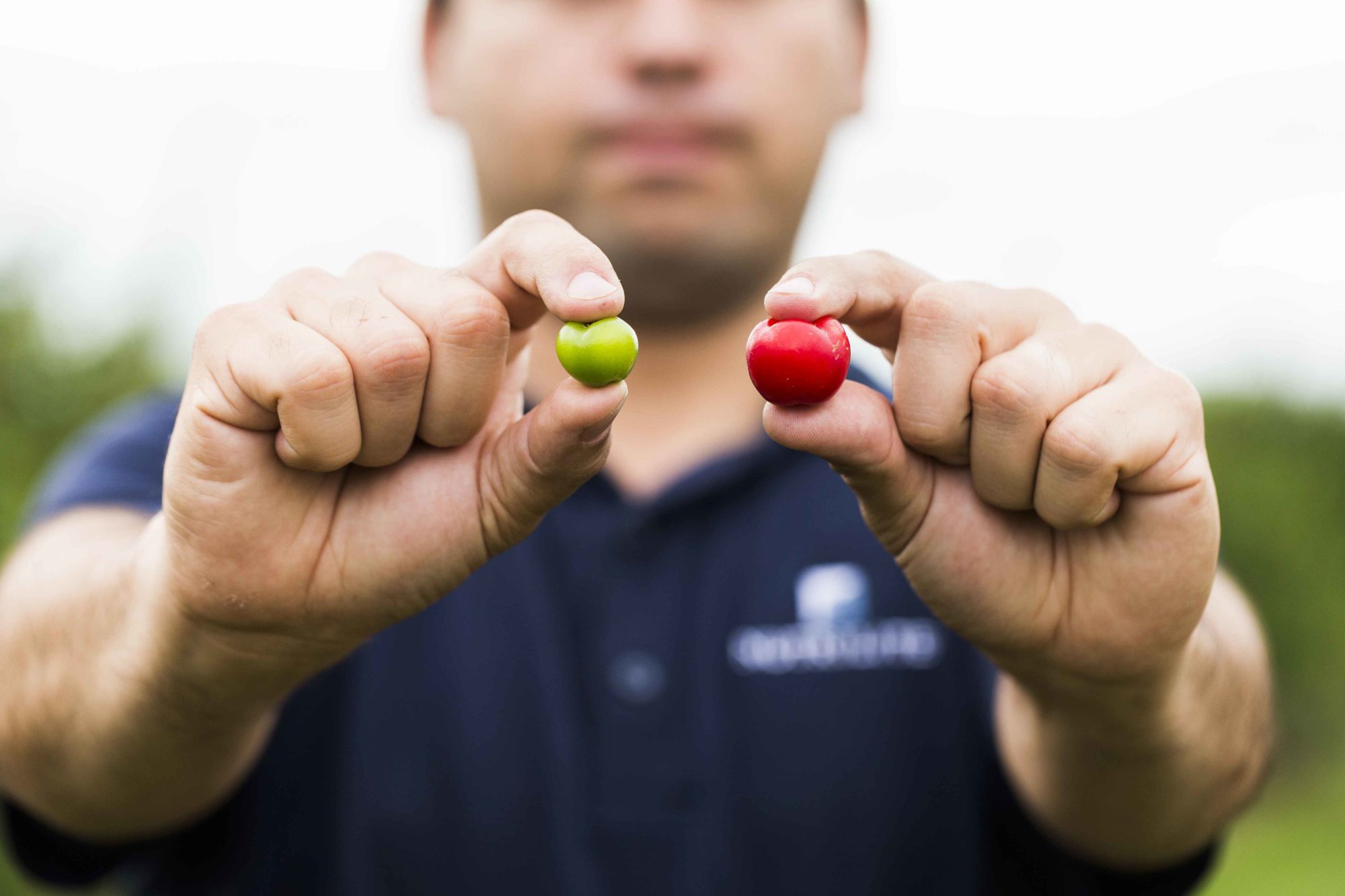 man holding acerola cherries closeup