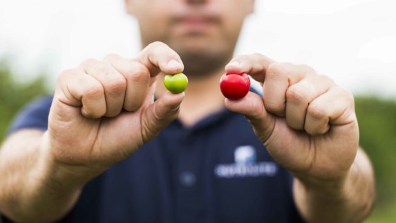 man holding acerola cherries closeup