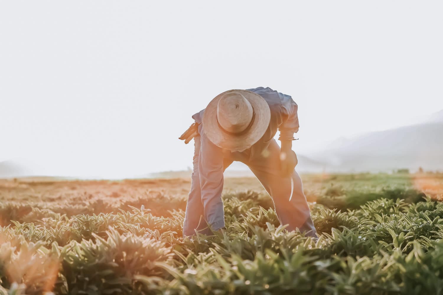 earth day 2019 - Nutrilite Story Mexico Farm Sage Harvest