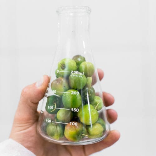 scientific flask filled with freshly picked acerola cherries