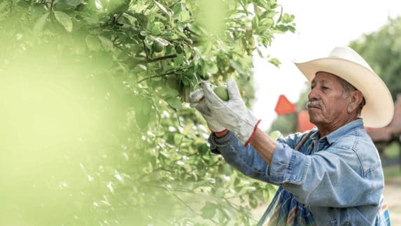 Farmer picking grapefruit