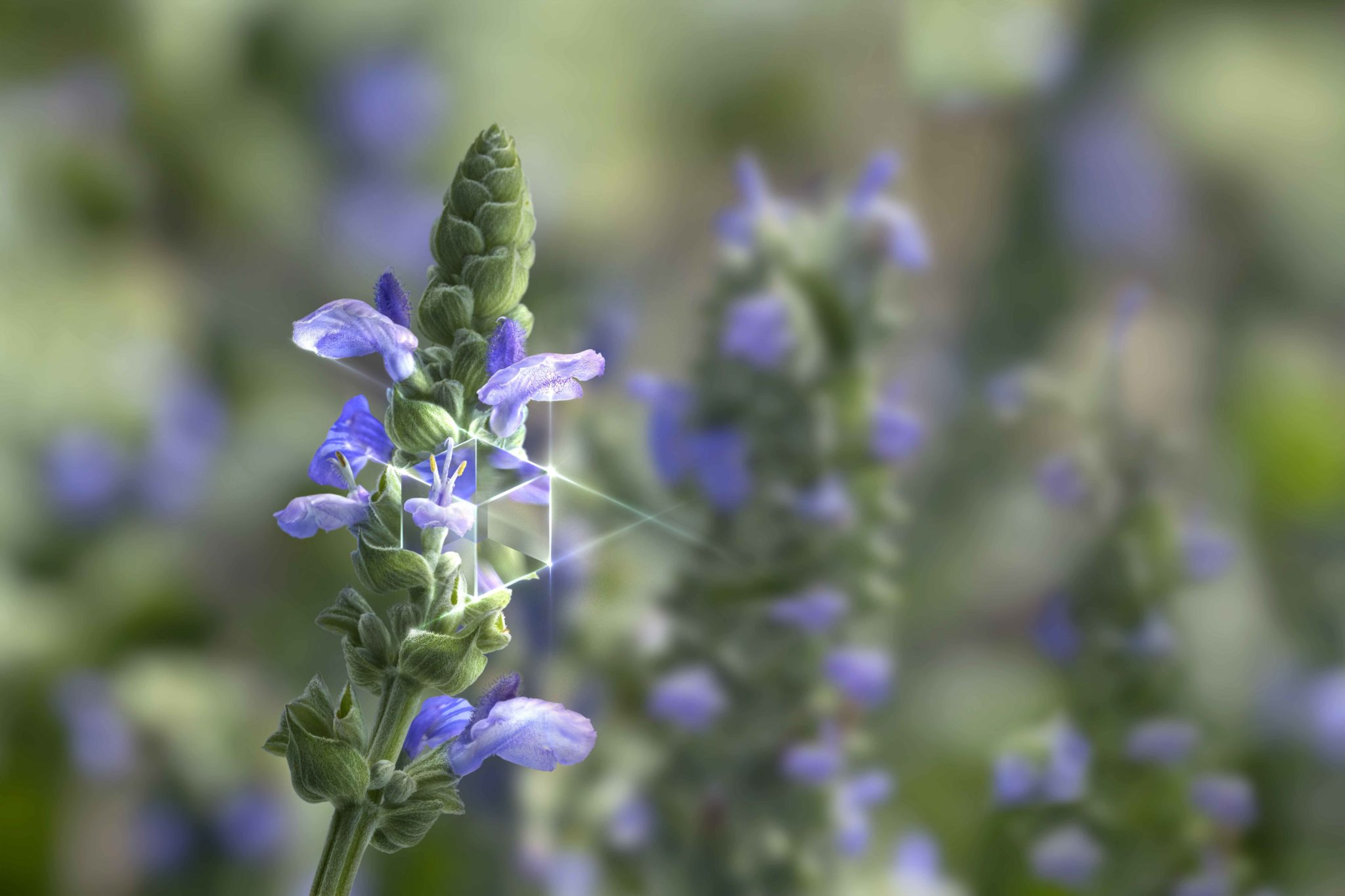 Plant with purple flowers