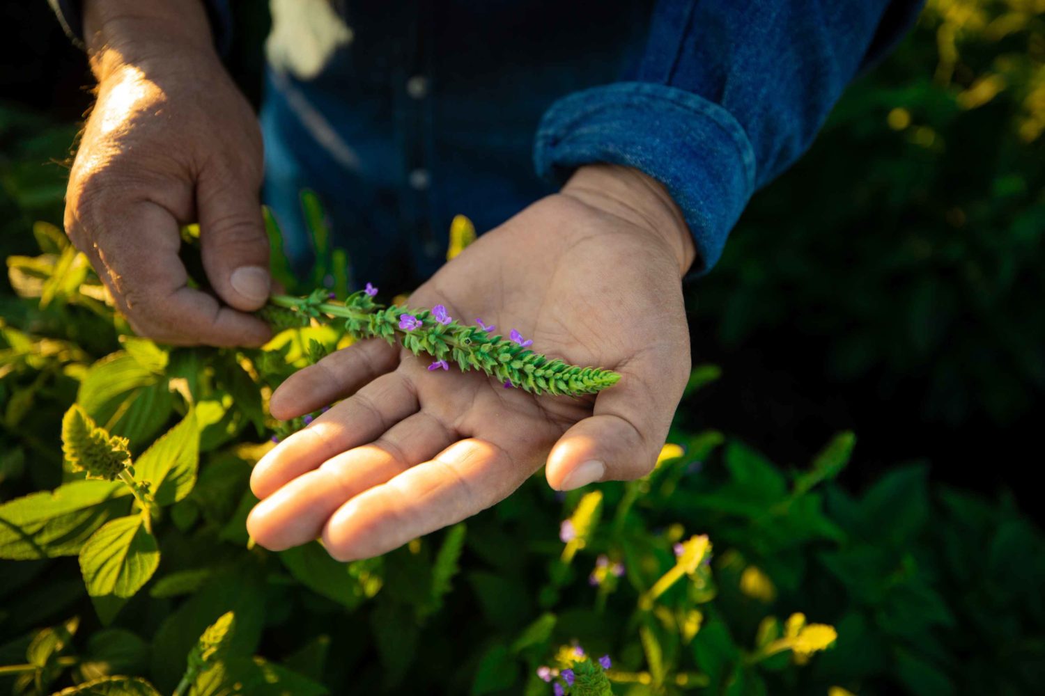 Man holding a sample from a plant