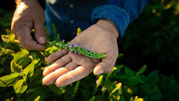 Man holding a sample from a plant