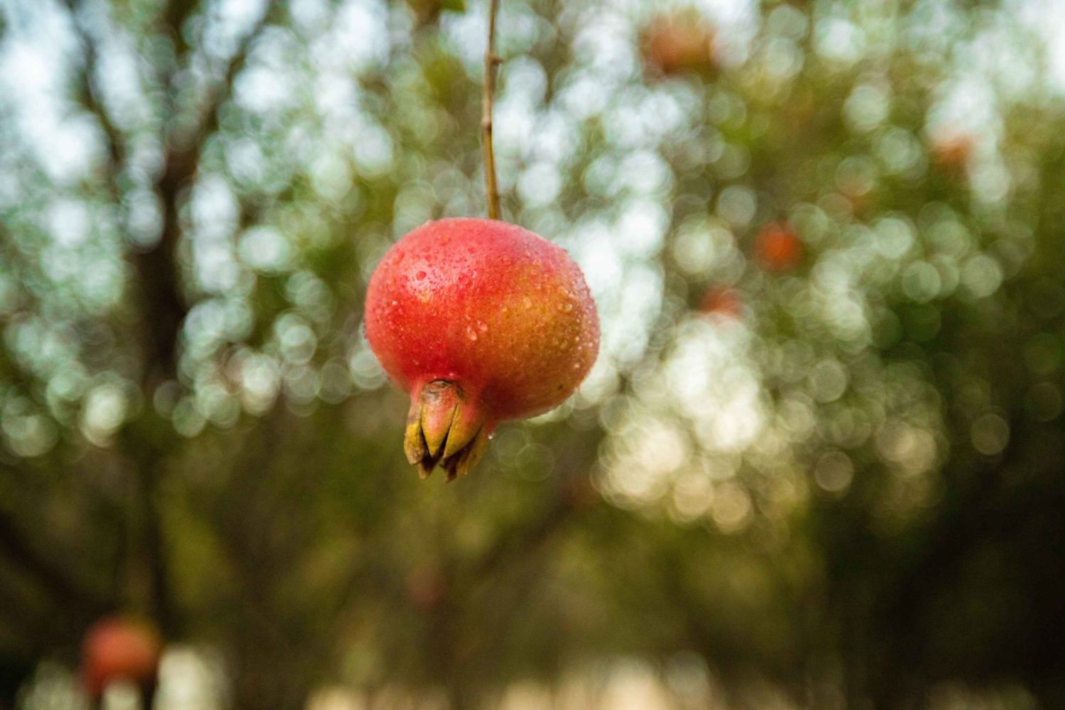 Pomegranate hanging from a tree