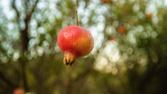 Pomegranate hanging from a tree