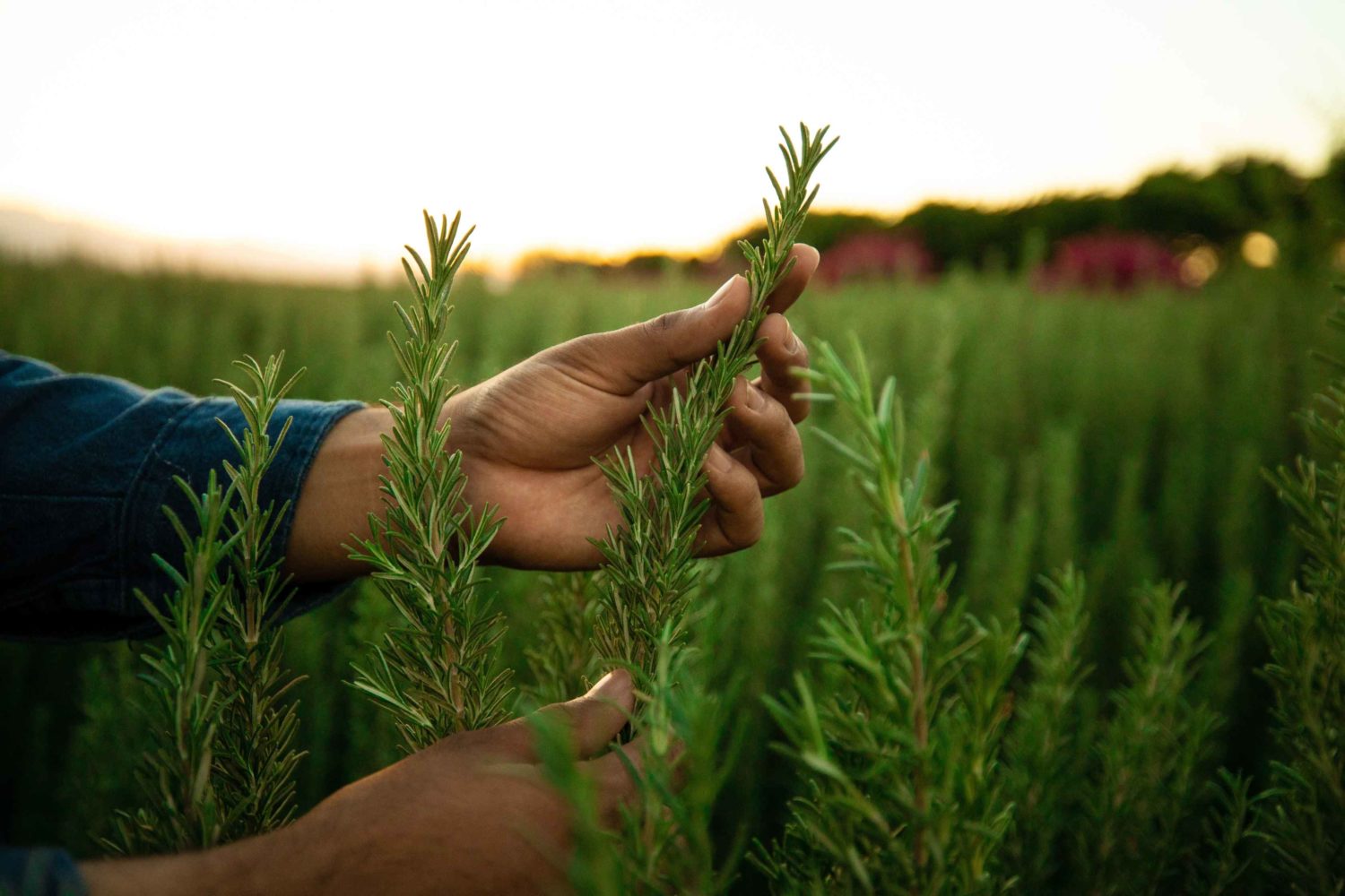 From our farms: Why do we grow Rosemary?