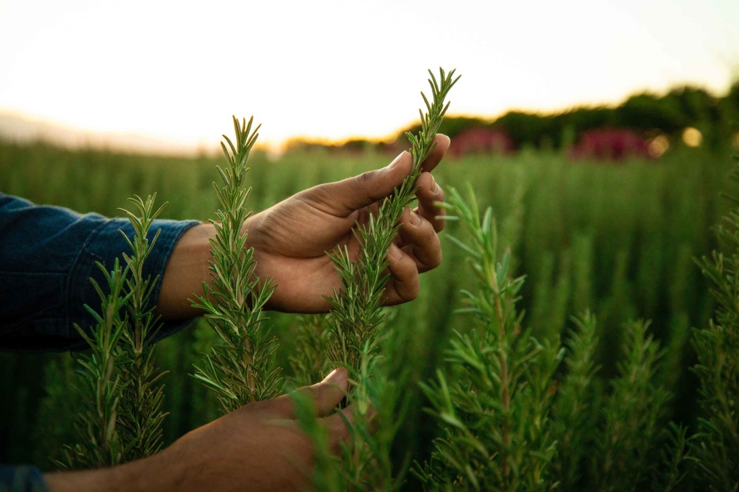 Hands holding a plant