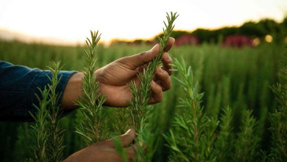 Hands holding a plant