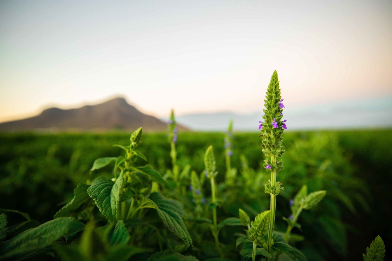 Plants in a field