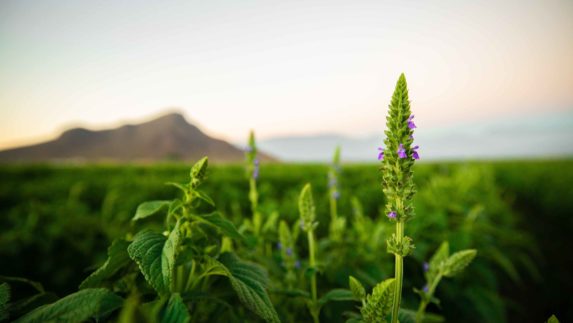 Plants in a field