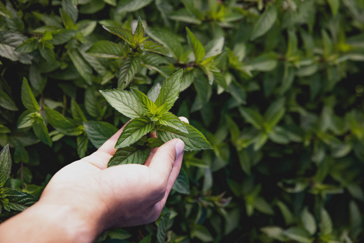 Innovation is key to growing Nutrilite’s peppermint organically