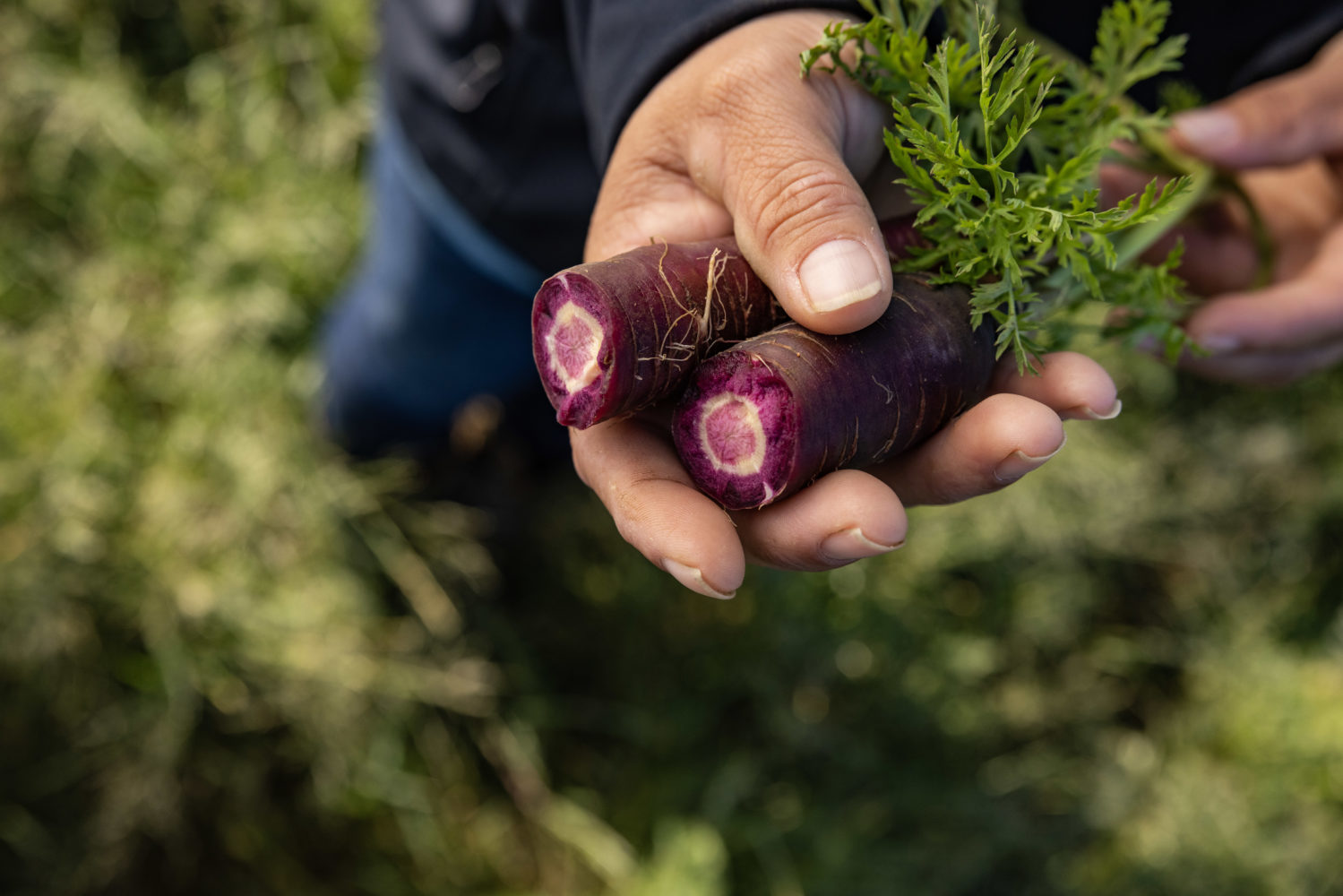 Hand holding purple carrot that has been cut in half.