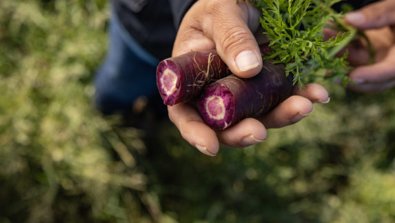 Hand holding purple carrot that has been cut in half.