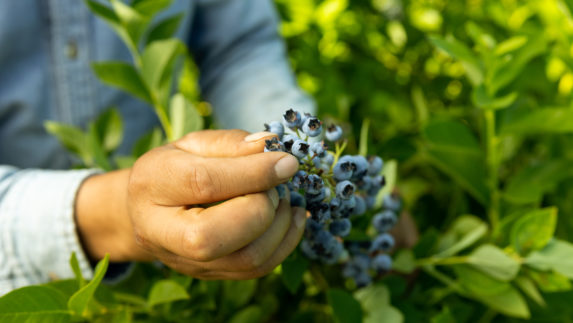 Nutrilite nurtures blueberries at organic Trout Lake Farm