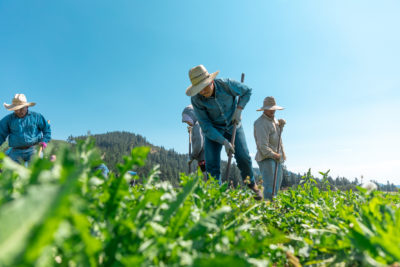 Farmers working in a field