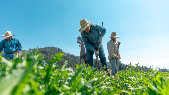 Farmers working in a field