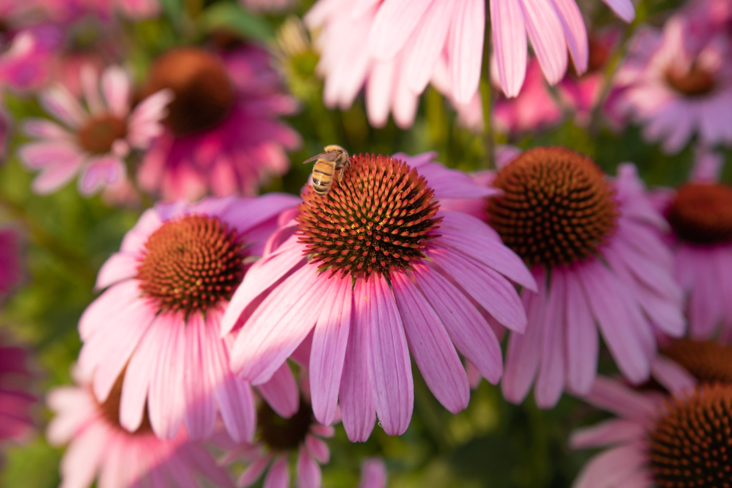 Bee on pink flowers