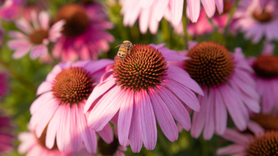 Bee on pink flowers