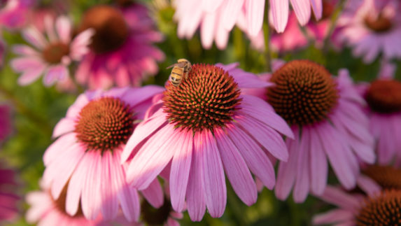 Bee on pink flowers