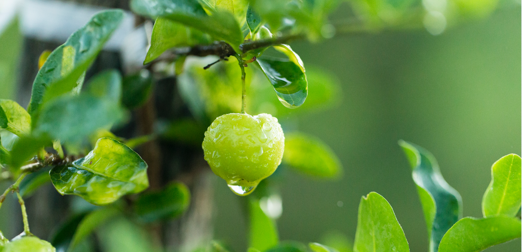Small green fruit hanging from a tree with water dripping from it