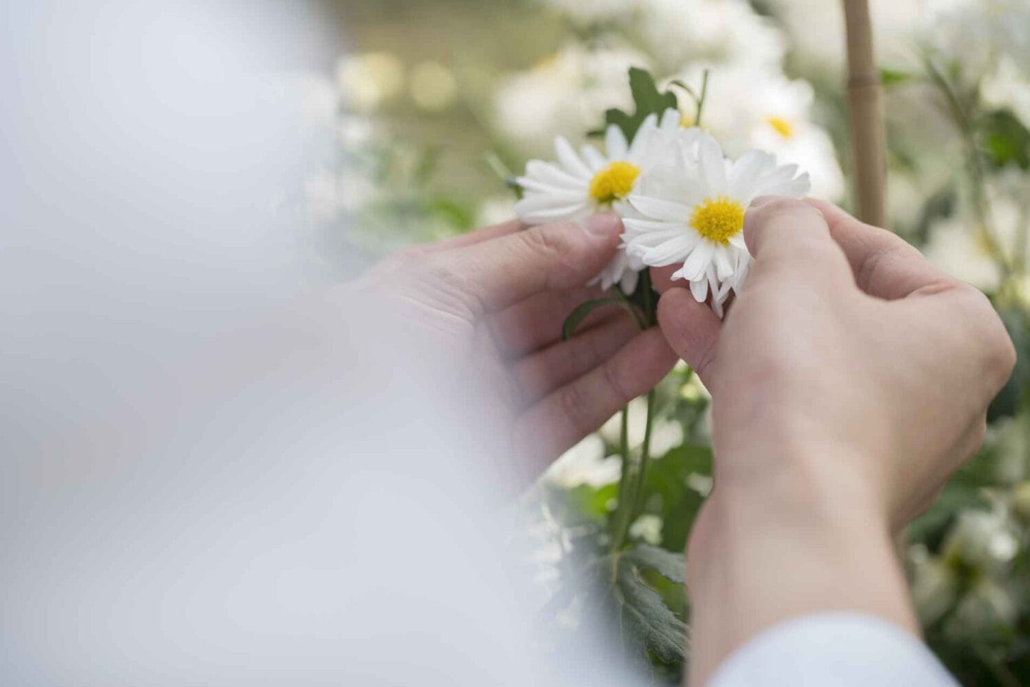 Advanced Research Model Leads Amway Scientists to Plant-Based Breakthrough for Skin Health